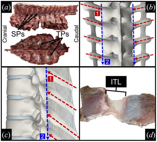 Stress-relaxation curves for scoliotic and non-scoliotic pig spinal ligaments